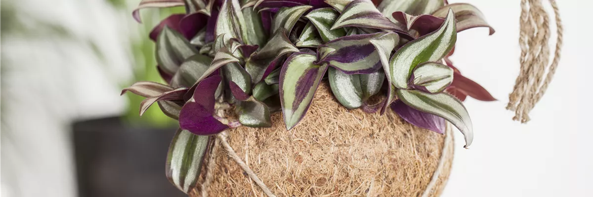 Tradescantia zebrina