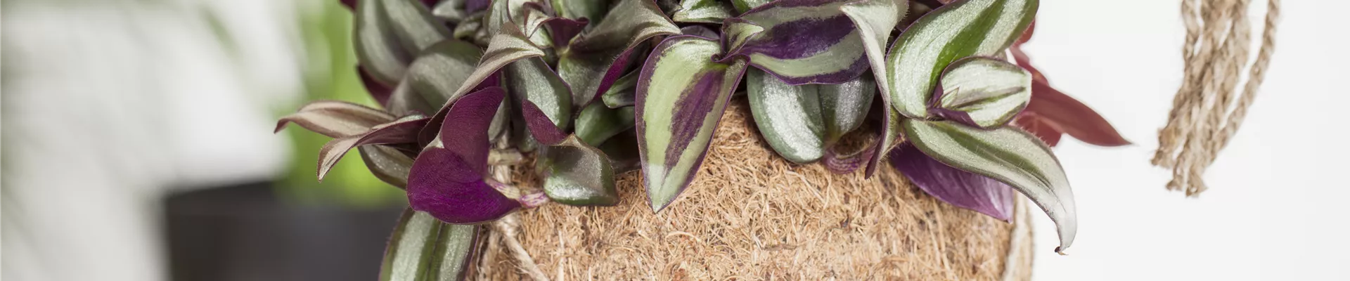 Tradescantia zebrina