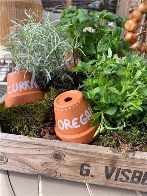 Workshop Nr.1 'LIVING IN A BOX' - Leckere Kräuter für die gesunde Küche