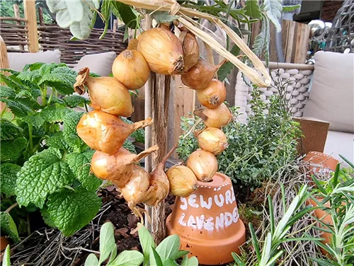 Workshop Nr.1 'LIVING IN A BOX' - Leckere Kräuter für die gesunde Küche