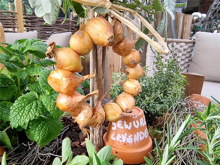 Workshop Nr.1 'LIVING IN A BOX' - Leckere Kräuter für die gesunde Küche