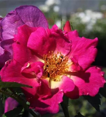 Bodendeckerrose 'Weg der Sinne'®