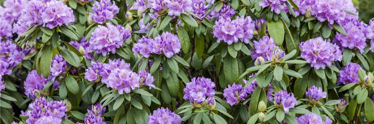 Rhododendron catawbiense 'Grandiflorum'