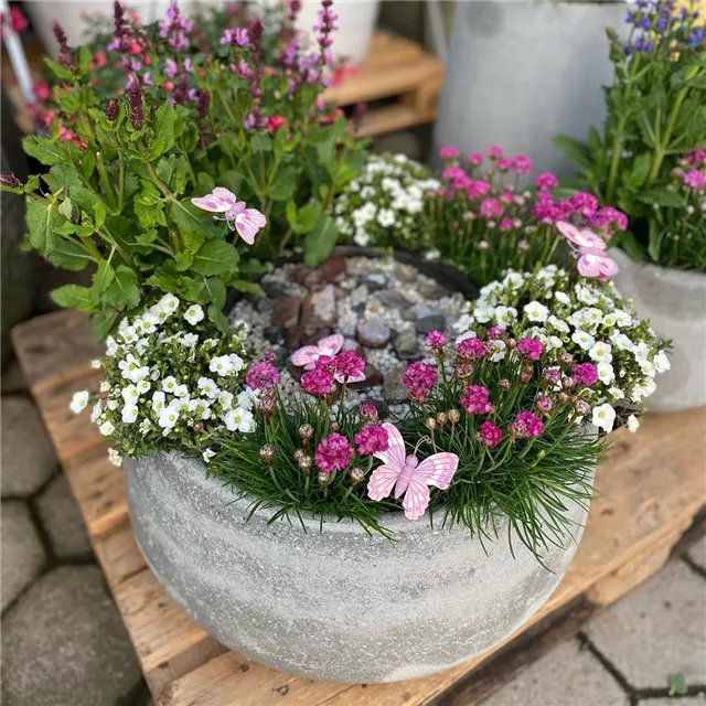 Workshop Nr.1 HOT SUMMER: Bepflanzte Insektentränke für Balkon oder Terrasse.