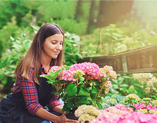 DIE SCHöNSTEN HORTENSIEN & BEGLEITER.