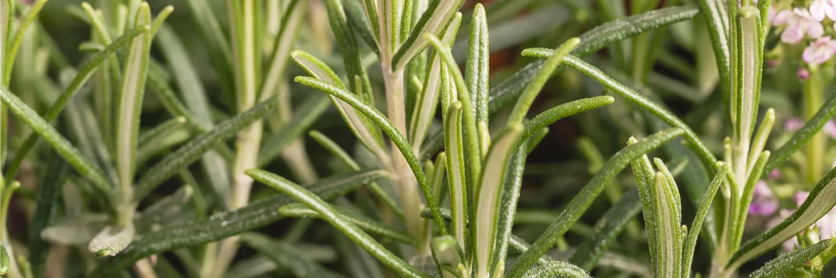 Rosmarinus officinalis