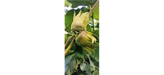 Haselnuss 'Hallesche Riesennuss'