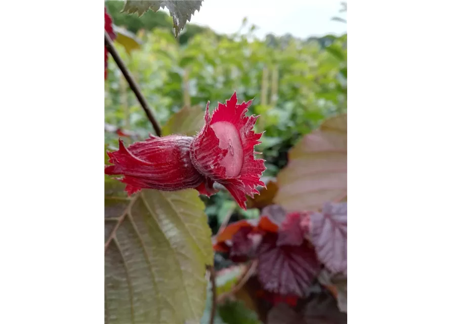 Großfrüchtige Waldhasel 'Rotblättrige Zellernuss'