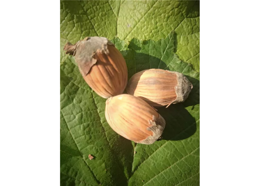 Haselnuss 'Webbs Preisnuss'