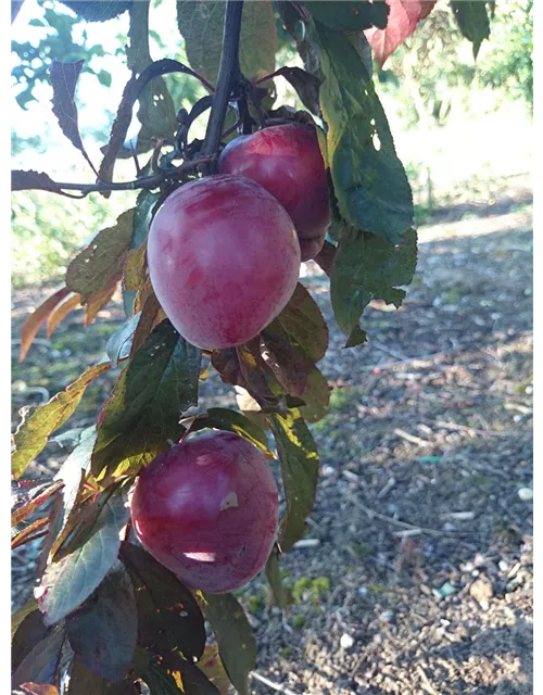 Pflaume 'Trailblazer'