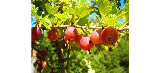 Säulenstachelbeere 'Hinnonmäki' rot