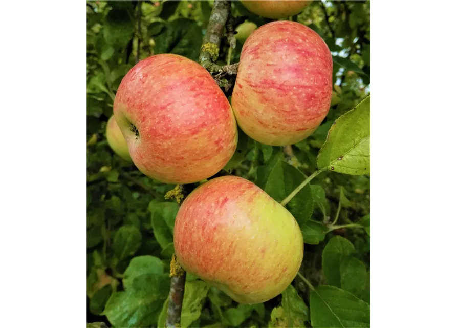 Apfel 'Dülmener Rosenapfel'