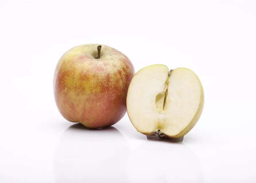 Herbstapfel 'Holsteiner Cox' 