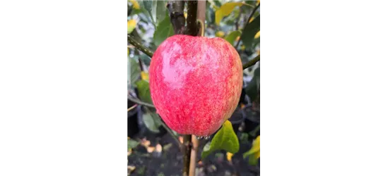 Apfel 'Rewena'(s)
