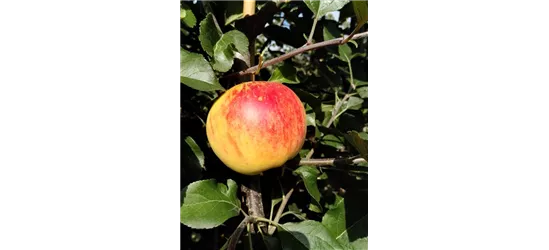 Herbstapfel 'Rubinola'(s)