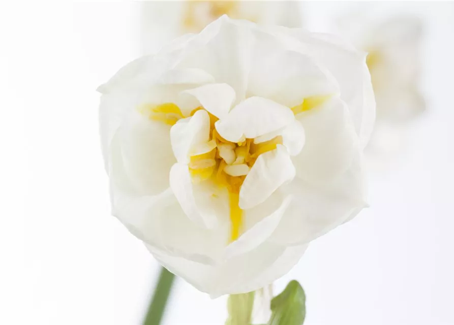 Narzisse 'Bridal Crown'