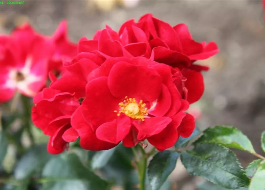 Bodendeckerrose 'Matador'®