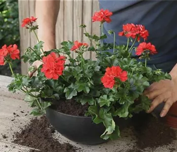 Hängende Geranien - Ampel Bepflanzen