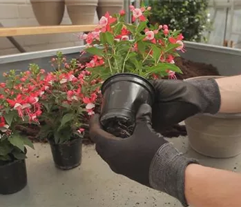 Fuchsien - Einpflanzen in ein Gefäß