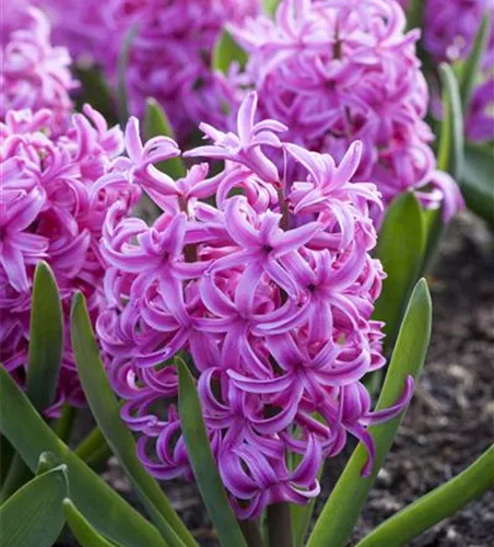 Hyazinthe 'Pink Pearl' - 5 Blumenzwiebeln