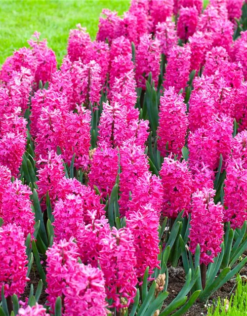 Hyazinthe 'Jan Bos' - 5 Blumenzwiebeln