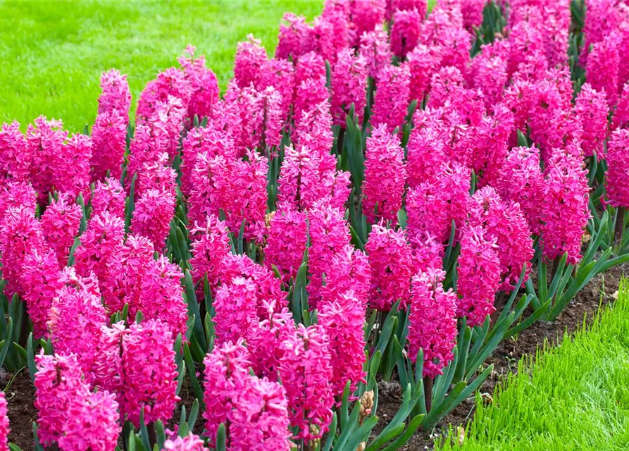 Hyazinthe 'Jan Bos' - 5 Blumenzwiebeln