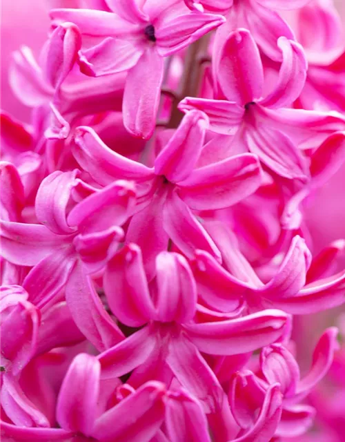 Hyazinthe 'Jan Bos' - 5 Blumenzwiebeln