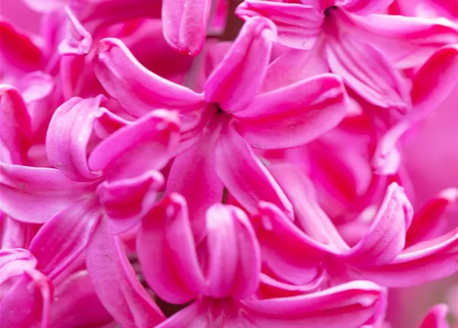 Hyazinthe 'Jan Bos' - 5 Blumenzwiebeln