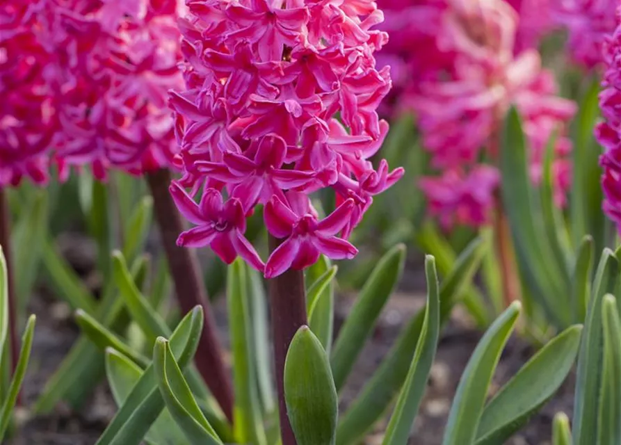 Hyazinthe 'Jan Bos' - 5 Blumenzwiebeln