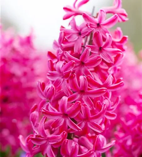 Hyazinthe 'Jan Bos' - 5 Blumenzwiebeln