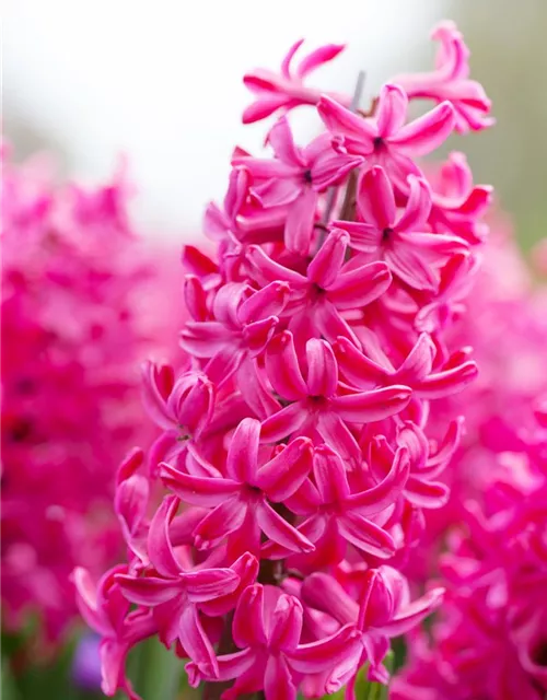 Hyazinthe 'Jan Bos' - 5 Blumenzwiebeln