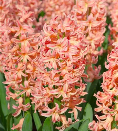 Hyazinthe 'Gipsy Queen' - 5 Blumenzwiebeln