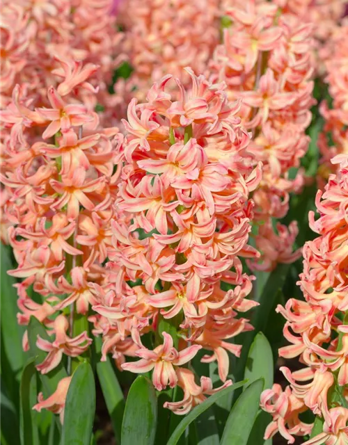 Hyazinthe 'Gipsy Queen' - 5 Blumenzwiebeln