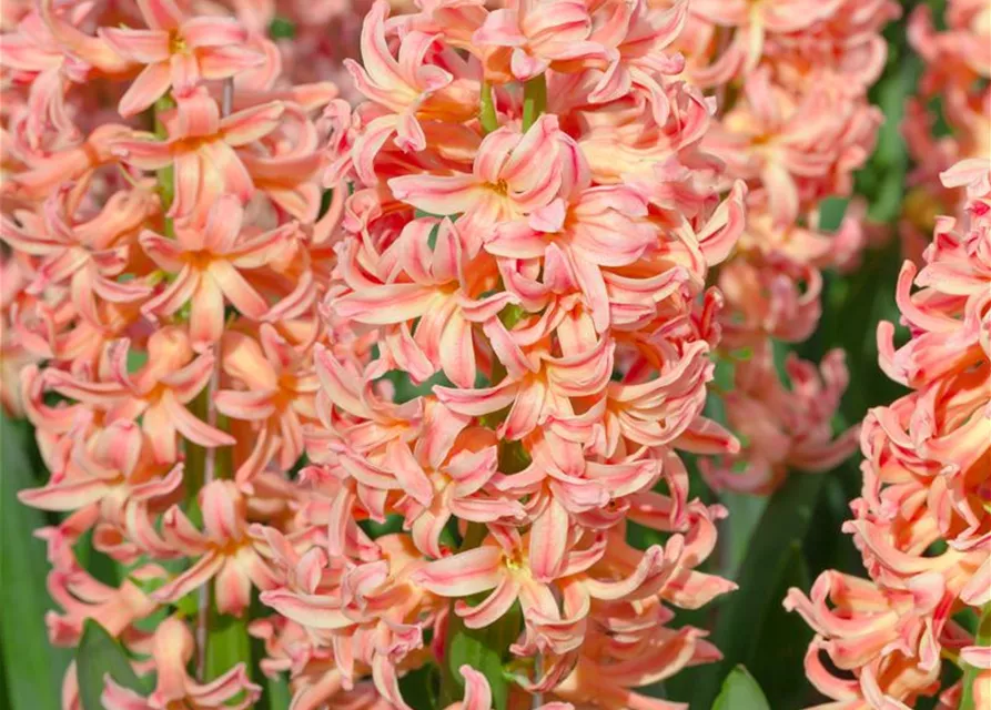 Hyazinthe 'Gipsy Queen' - 5 Blumenzwiebeln