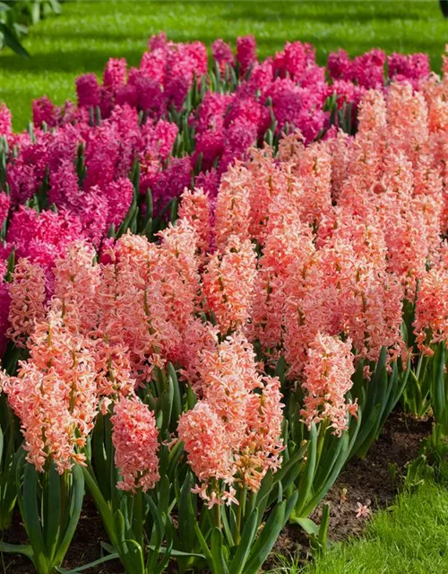 Hyazinthe 'Gipsy Queen' - 5 Blumenzwiebeln