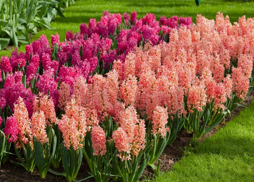 Hyazinthe 'Gipsy Queen' - 5 Blumenzwiebeln