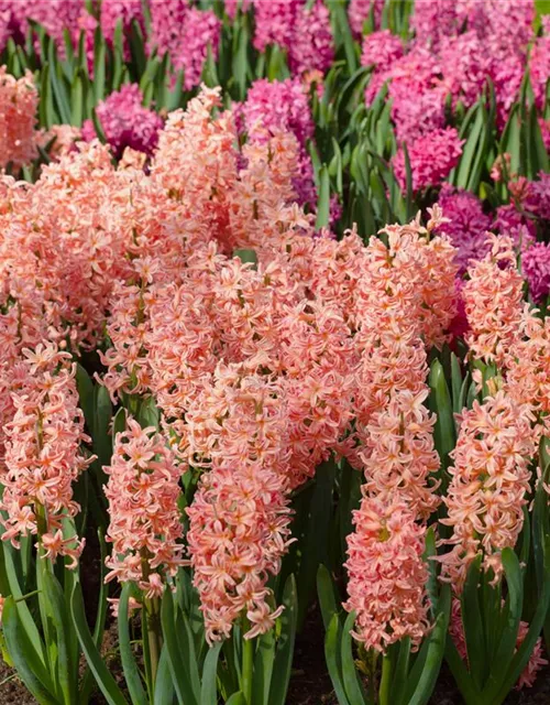 Hyazinthe 'Gipsy Queen' - 5 Blumenzwiebeln