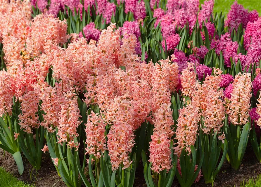 Hyazinthe 'Gipsy Queen' - 5 Blumenzwiebeln