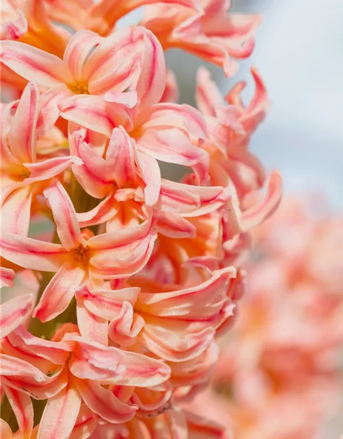 Hyazinthe 'Gipsy Queen' - 5 Blumenzwiebeln