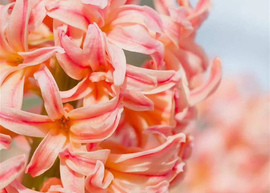 Hyazinthe 'Gipsy Queen' - 5 Blumenzwiebeln