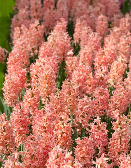 Hyazinthe 'Gipsy Queen' - 5 Blumenzwiebeln