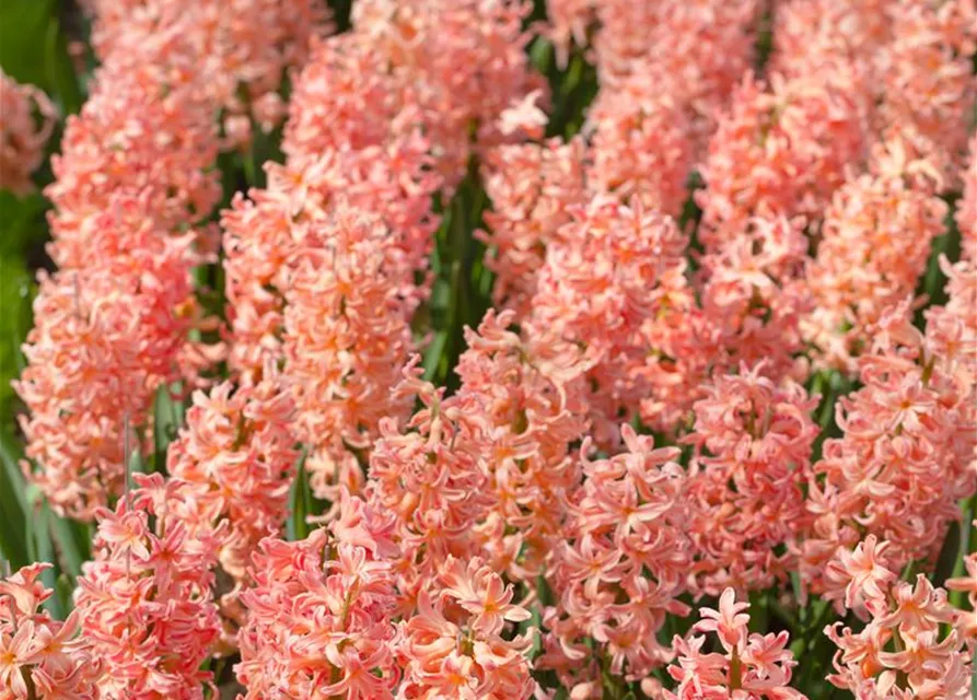 Hyazinthe 'Gipsy Queen' - 5 Blumenzwiebeln