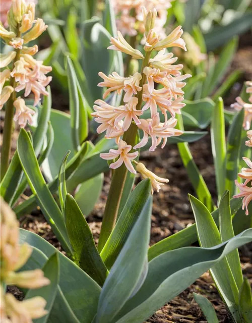 Hyazinthe 'Gipsy Queen' - 5 Blumenzwiebeln