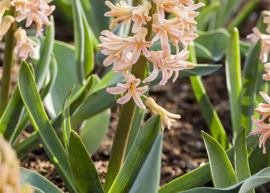 Hyazinthe 'Gipsy Queen' - 5 Blumenzwiebeln