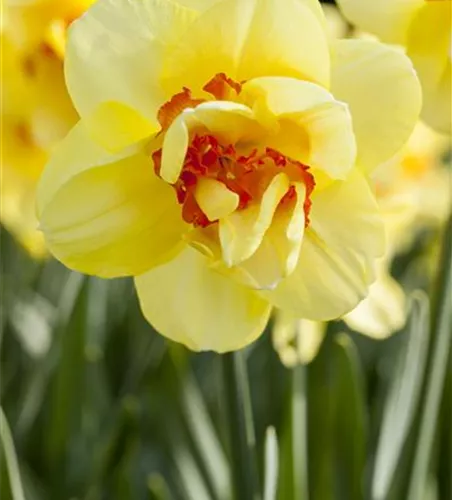 Edelnarzisse 'Tahiti' - 5 Blumenzwiebeln