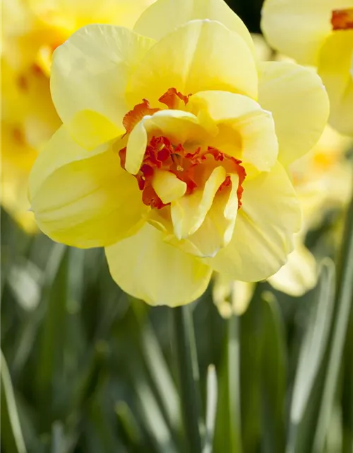 Edelnarzisse 'Tahiti'