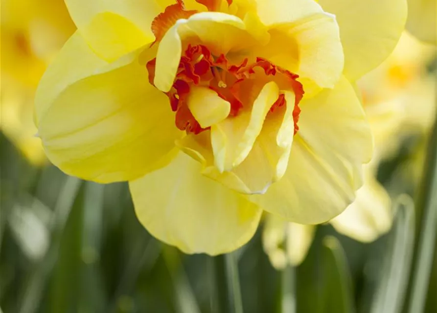 Edelnarzisse 'Tahiti'