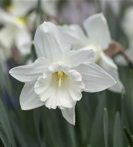 Edelnarzisse 'Mount Hood' - 5 Blumenzwiebeln