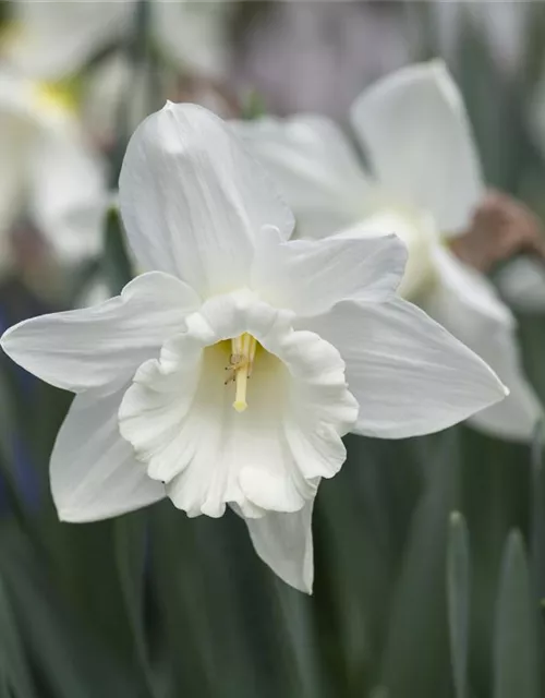 Edelnarzisse 'Mount Hood' - 5 Blumenzwiebeln