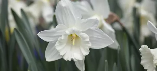 Edelnarzisse 'Mount Hood' - 5 Blumenzwiebeln